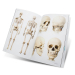 Boek: Skull & Bones Book - Templates for Artists