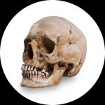Referentie Schedels van Skull Shoppe